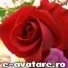 sweet rose poze love