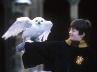 Poze - emy_sweet_girl - Harry Potter